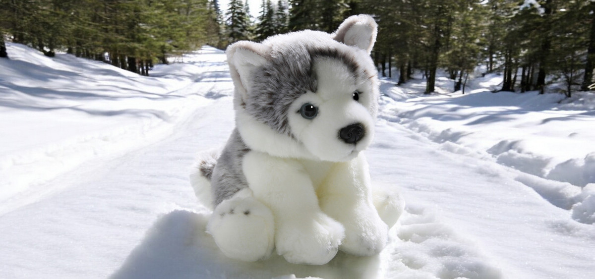 Kuscheltier-Husky | Carl Dick Plüschtiere