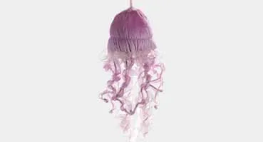 Jellyfish