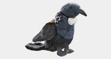 Tui Bird