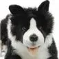 Preview: Stuffed Animal Border Collie lying