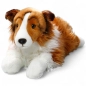 Preview: Shetland Collie white-brown lying Preview: Shetland Collie white-brown lying