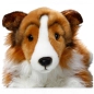 Preview: Shetland Collie white-brown lying Preview: Shetland Collie white-brown lying