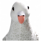 Preview: Dove, City Dove white