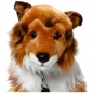 Preview: Shetland Collie brown-white sitting with lead Preview: Shetland Collie brown-white sitting with lead