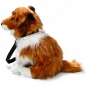 Preview: Shetland Collie brown-white sitting with lead Preview: Shetland Collie brown-white sitting with lead