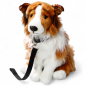 Preview: Shetland Collie white-brown sitting with lead