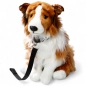Preview: Shetland Collie weiß-braun sitzend mit Leine