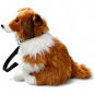 Preview: Shetland Collie white-brown sitting with lead
