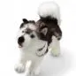 Preview: Stuffed Animal Husky standing