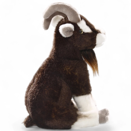 Goat sitting