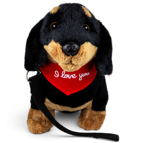 Preview: Dachshund Dog standing black with lead and a red “I Love You” scarf