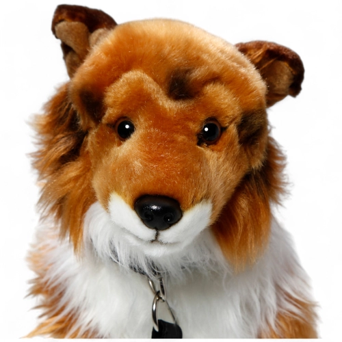 Shetland Collie brown-white sitting with lead