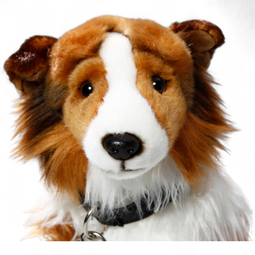 Shetland Collie white-brown sitting with lead