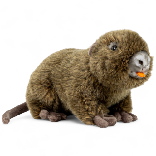 Biberratte, Nutria