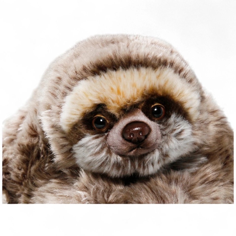 Sloth lying Sloth lying