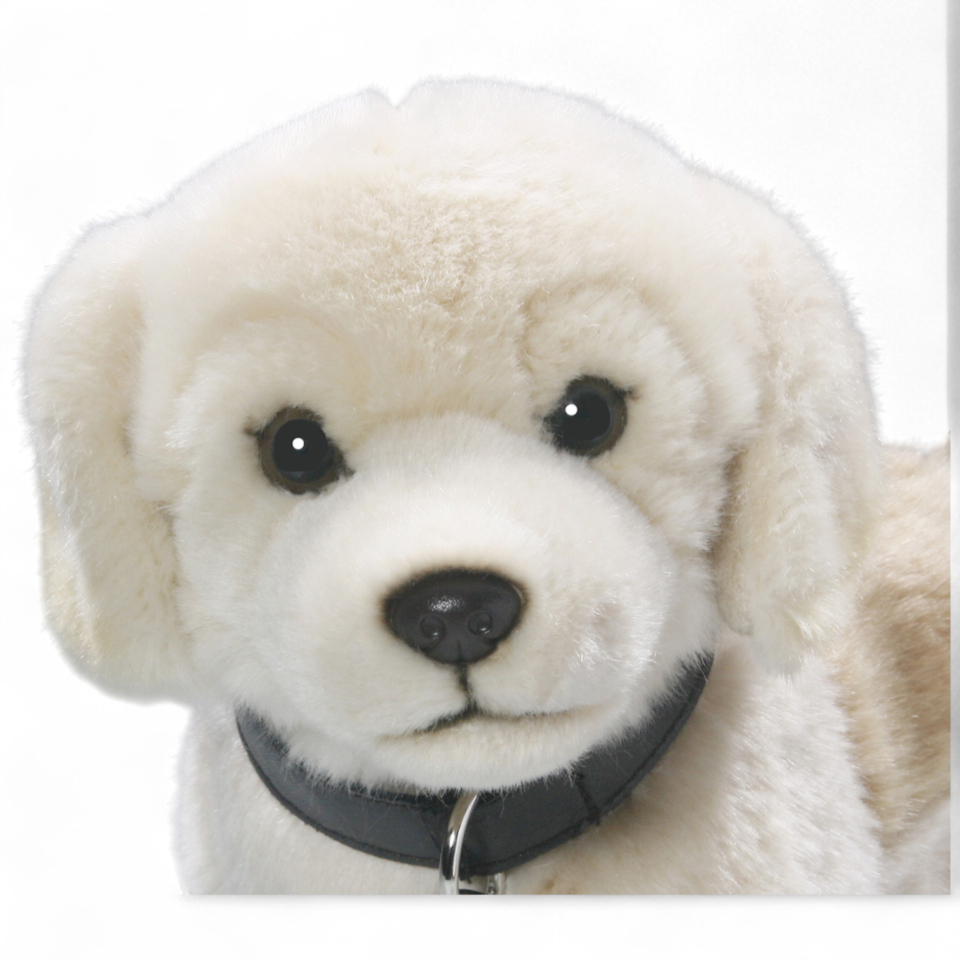 Golden Retriever Dog with Lead