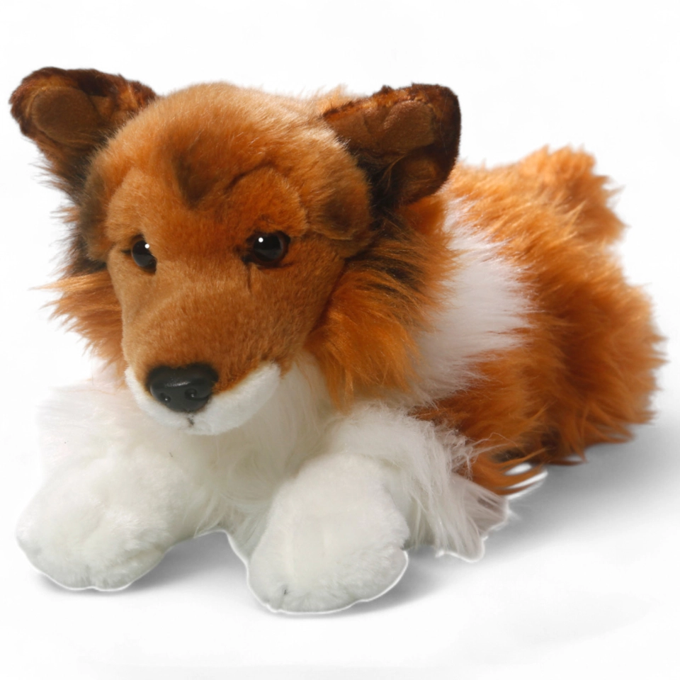 Shetland Collie brown-white lying