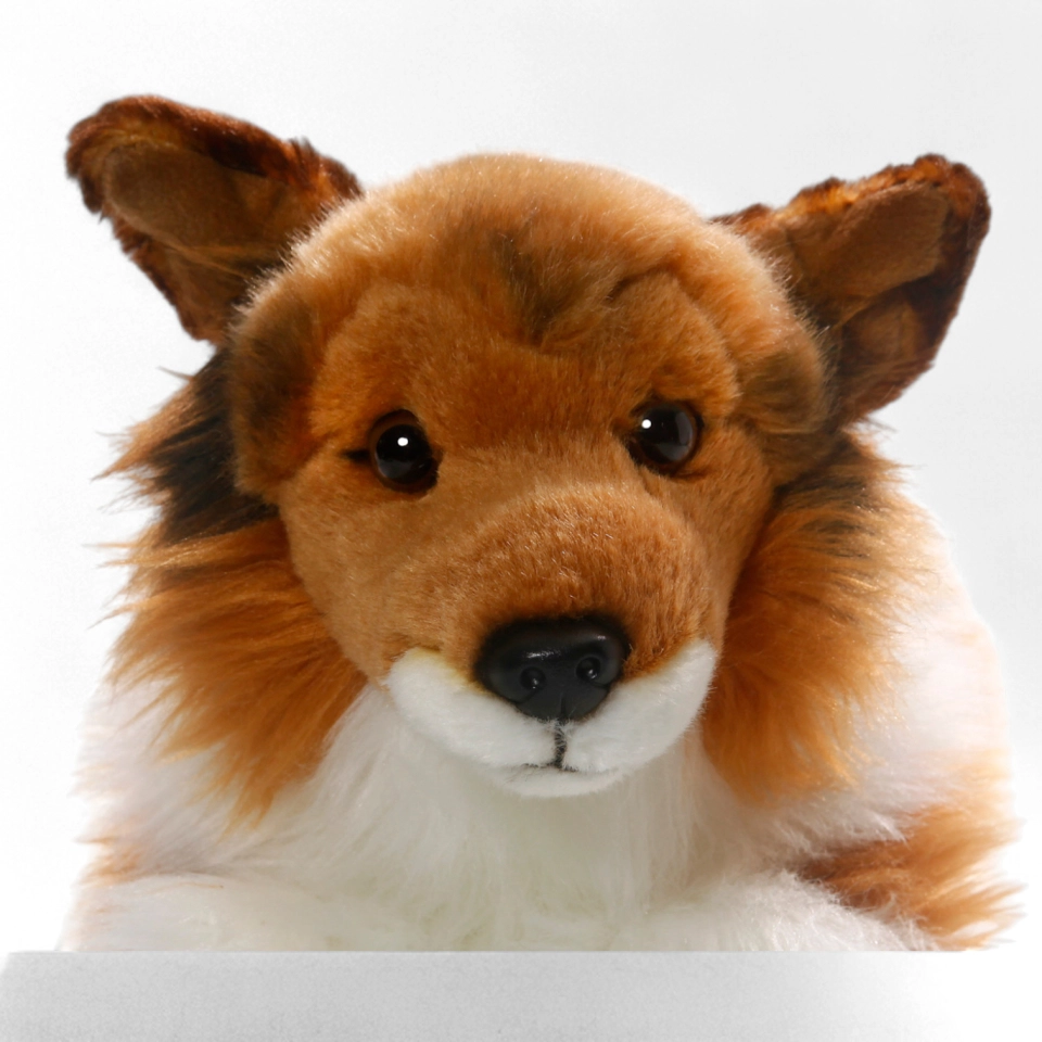 Shetland Collie brown-white lying