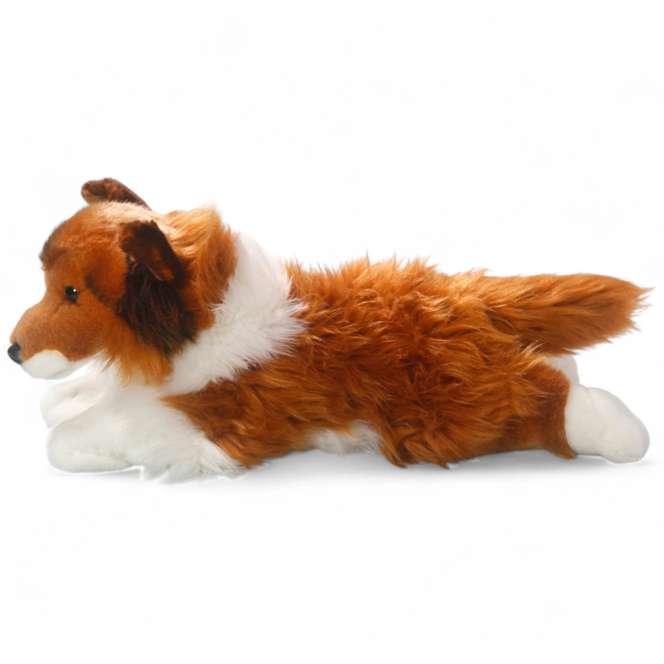 Shetland Collie brown-white lying