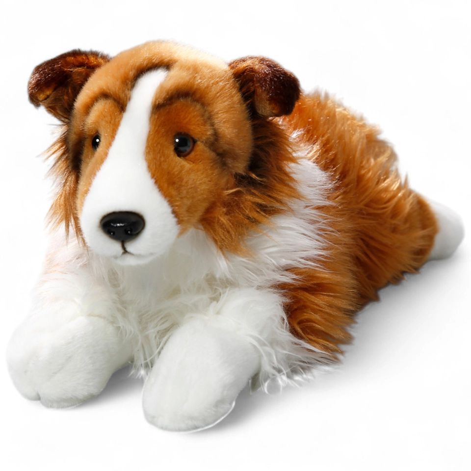 Shetland Collie white-brown lying Shetland Collie white-brown lying
