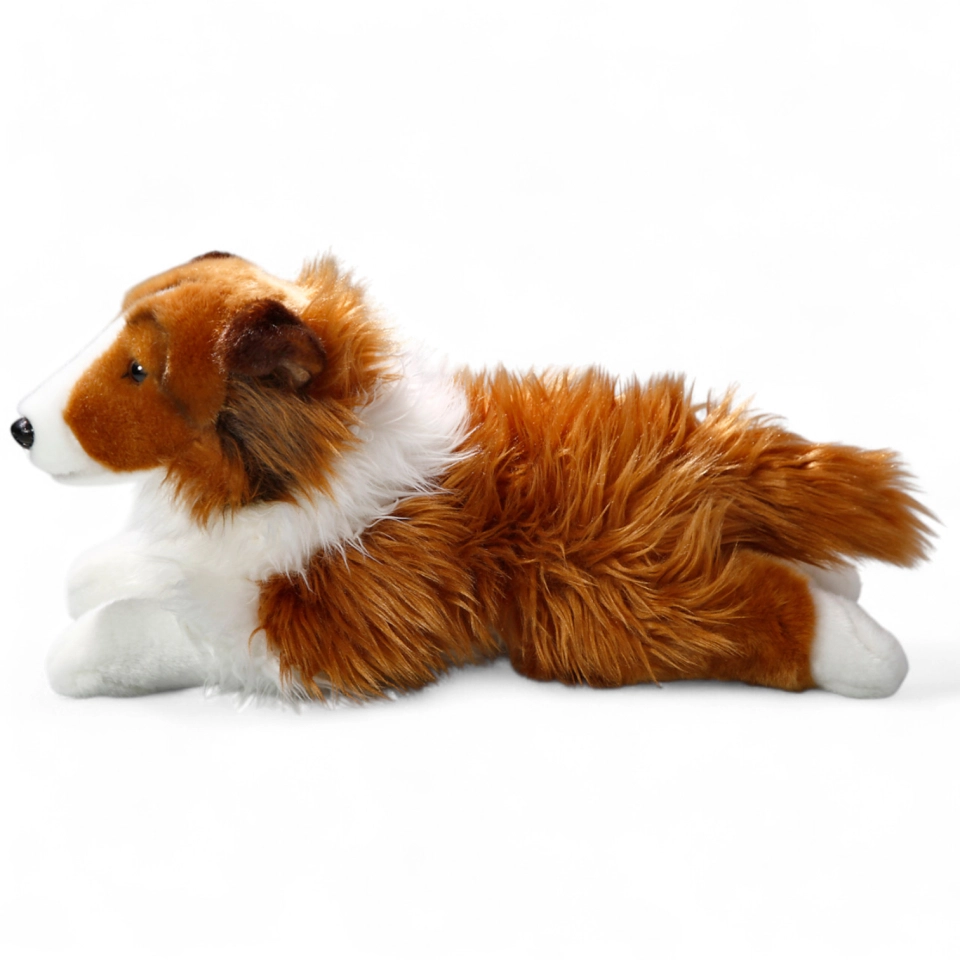 Shetland Collie white-brown lying Shetland Collie white-brown lying