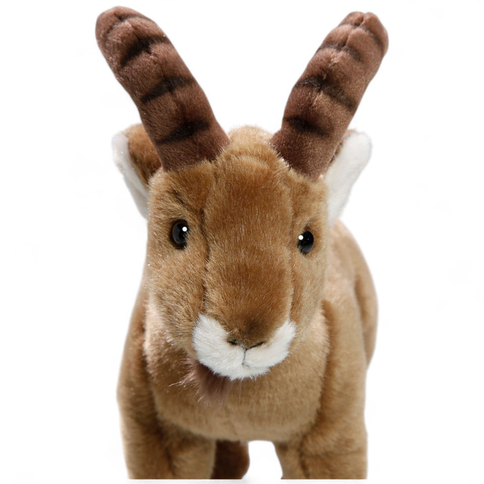 Steinbock, Ibex