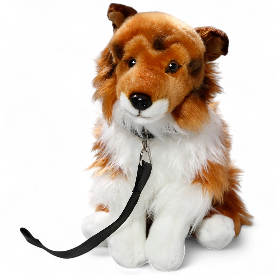 Shetland Collie brown-white sitting with lead Shetland Collie brown-white sitting with lead