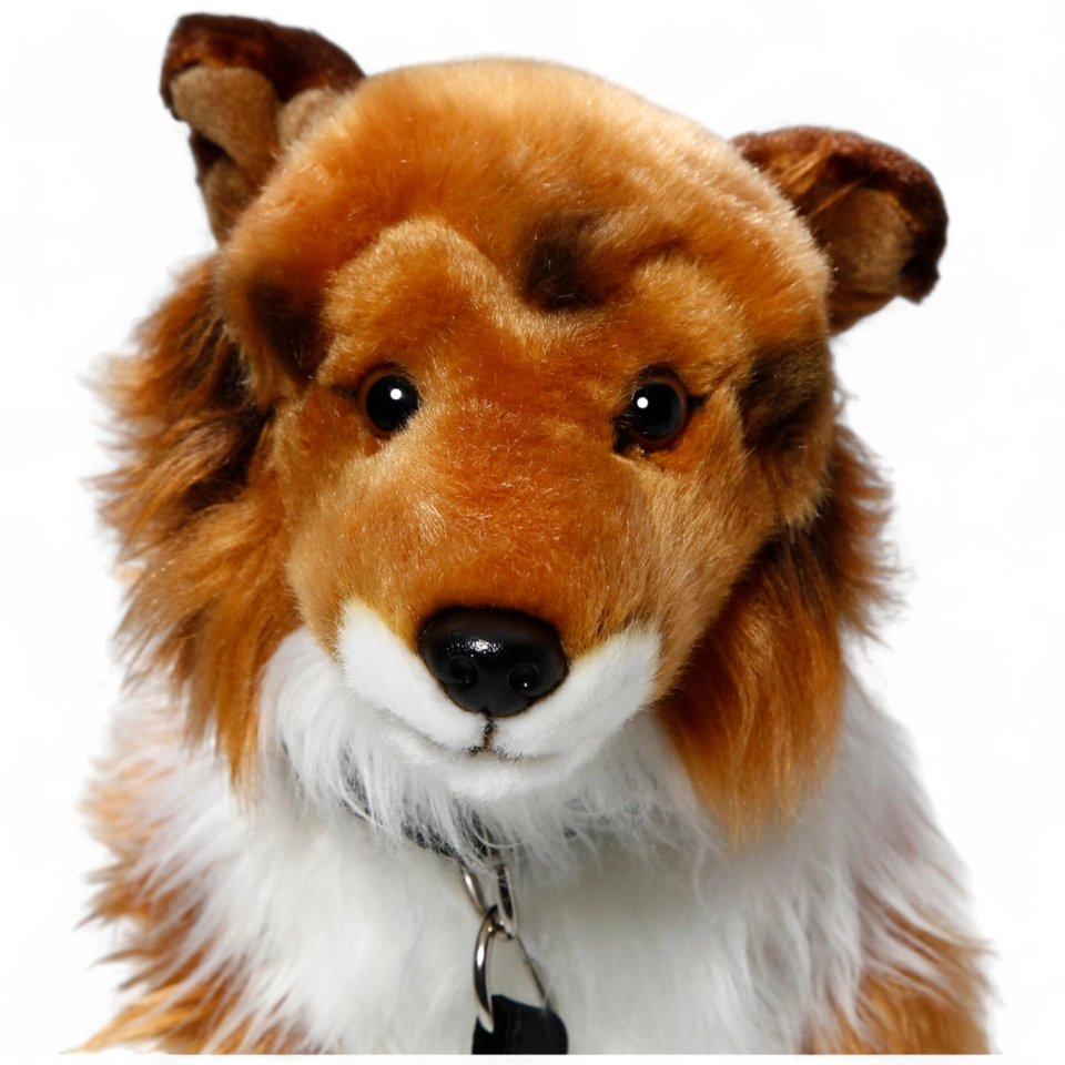 Shetland Collie brown-white sitting with lead Shetland Collie brown-white sitting with lead
