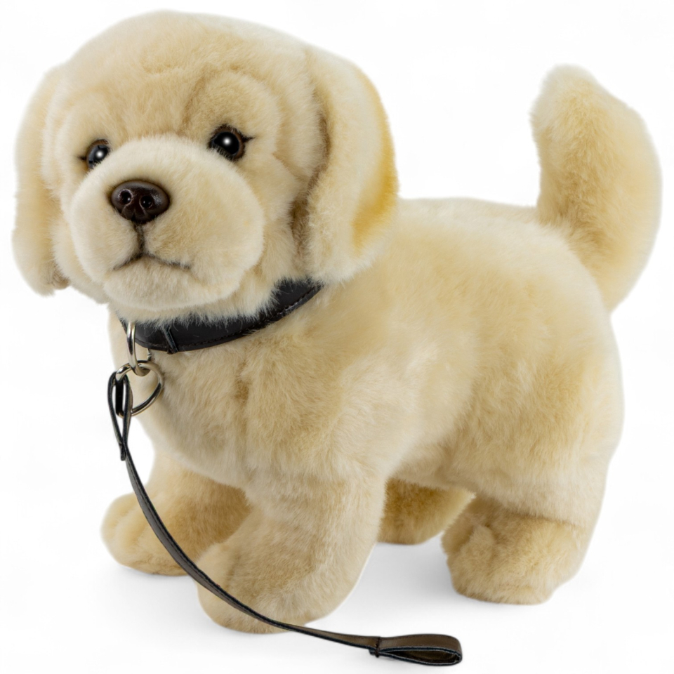 Golden Retriever mit Leine Golden Retriever mit Leine