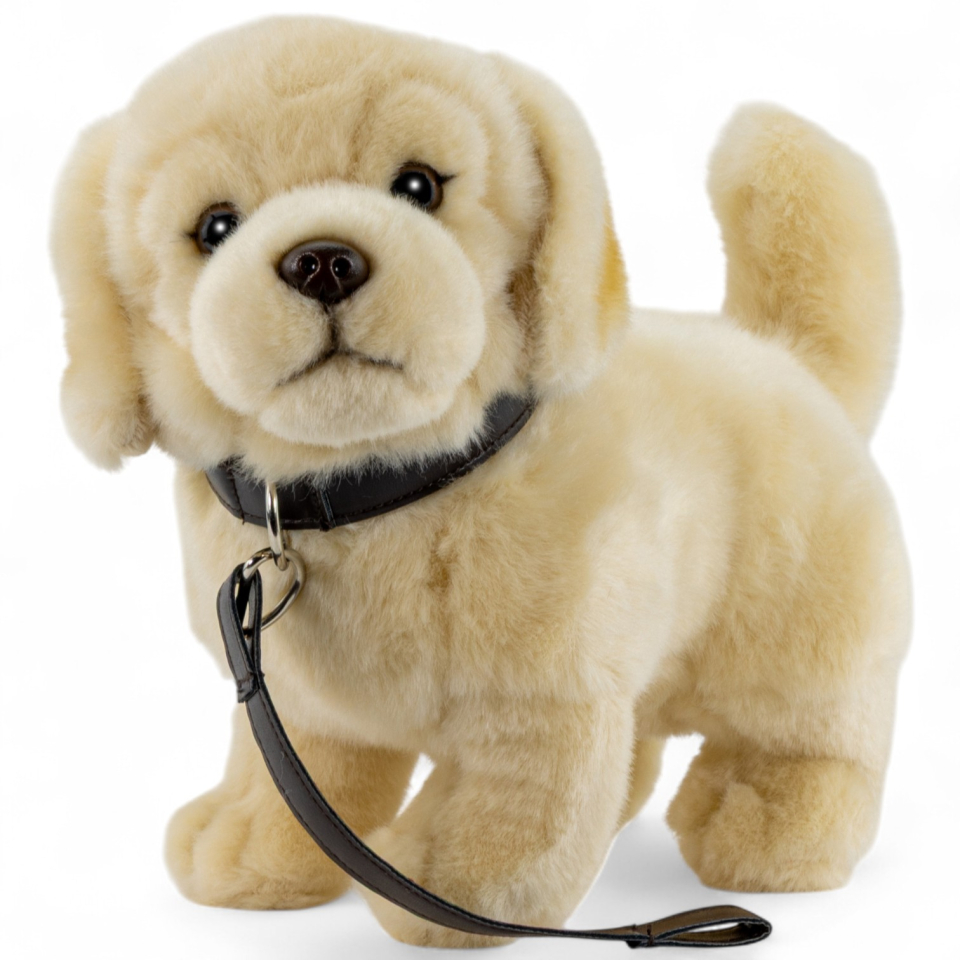 Golden Retriever mit Leine Golden Retriever mit Leine