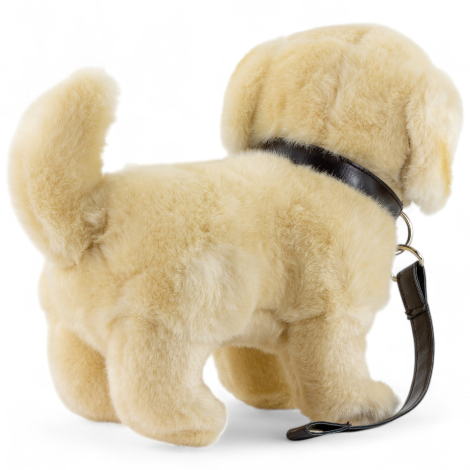 Golden Retriever mit Leine Golden Retriever mit Leine