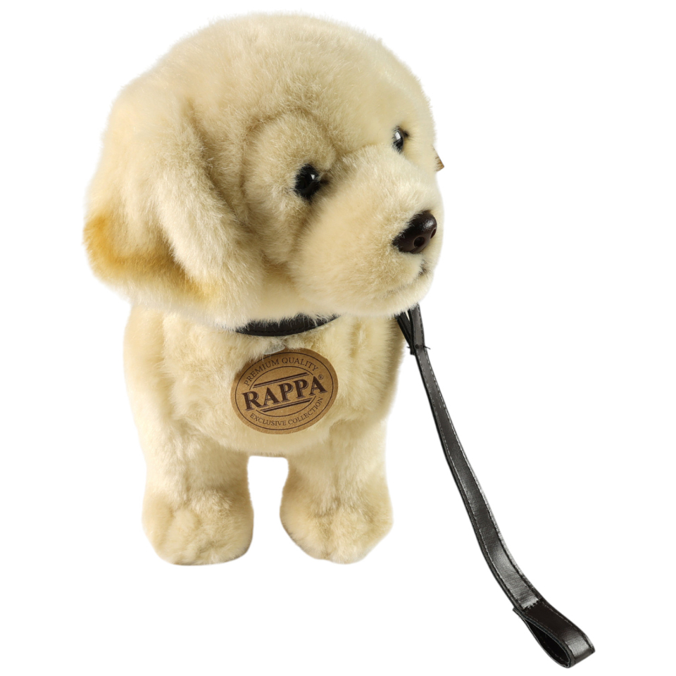 Golden Retriever mit Leine