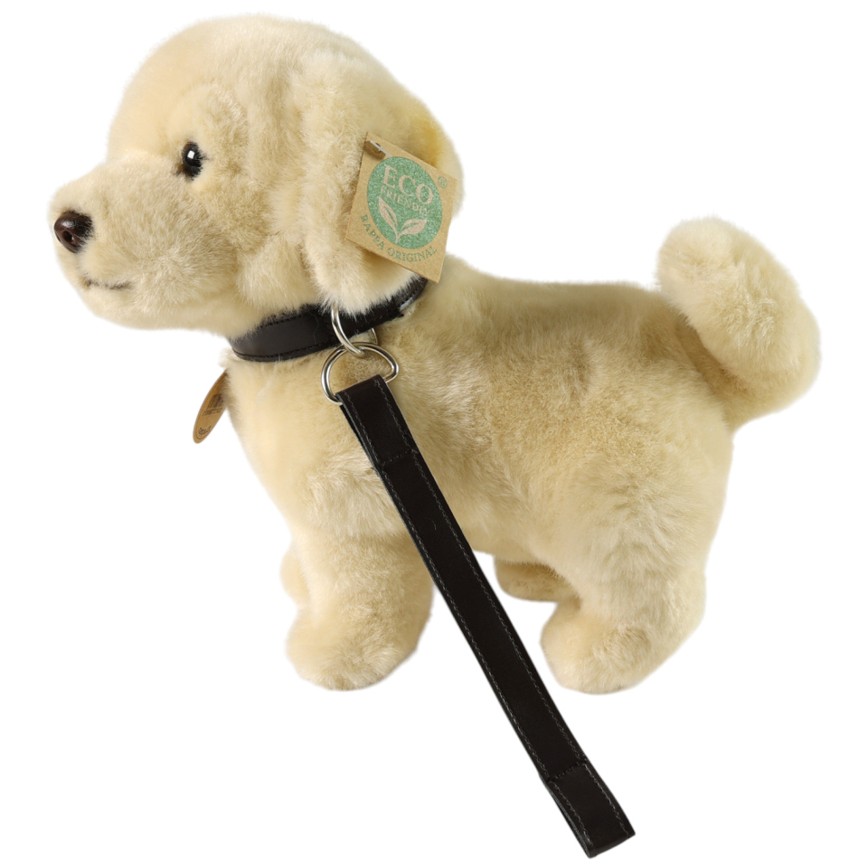 Golden Retriever mit Leine