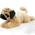 Pug lying