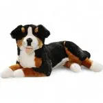 Bernese Mountain Dog lying