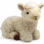 Sheep, Lamb