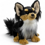 Chihuahua sitting black-brown