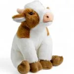 Cow sitting brown-white