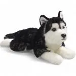 Husky black lying