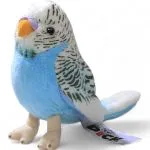 Budgerigar dark blue