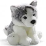 Husky Dog Puppy