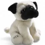 Pug Dog Puppy