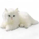 Cat, Persian lying white