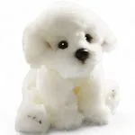 Bichon Dog sitting