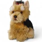 Yorkshire Terrier Dog