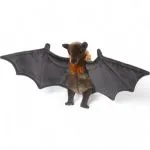 Flying Fox