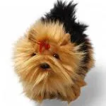 Yorky, Yorkshire Terrier standing