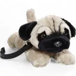 Pug Dog lying with lead