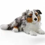 Australian Shepherd Dog lying