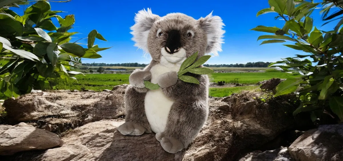 Koala